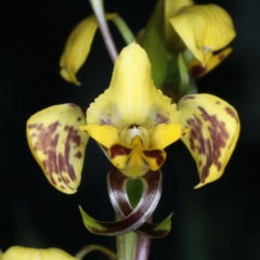 Diuris nigromontana at Watson, ACT - 9 Oct 2021