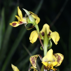 Diuris nigromontana at Watson, ACT - 9 Oct 2021