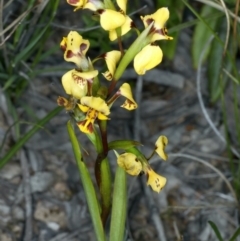 Diuris nigromontana at Watson, ACT - 9 Oct 2021