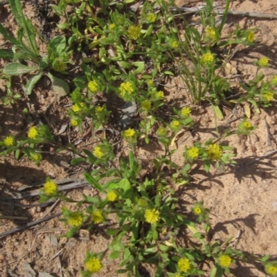 Triptilodiscus pygmaeus (Annual Daisy) at Latham, ACT - 9 Oct 2021 by pinnaCLE