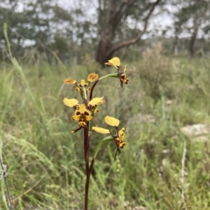 Diuris pardina at Bungendore, NSW - 10 Oct 2021