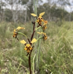 Diuris pardina at Bungendore, NSW - suppressed