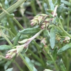 Gonocarpus tetragynus (Common Raspwort) at Bungendore, NSW - 10 Oct 2021 by yellowboxwoodland