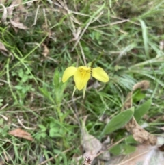 Diuris chryseopsis (Golden Moth) at Bungendore, NSW - 10 Oct 2021 by yellowboxwoodland