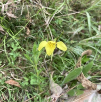 Diuris chryseopsis (Golden Moth) at Bungendore, NSW - 10 Oct 2021 by yellowboxwoodland