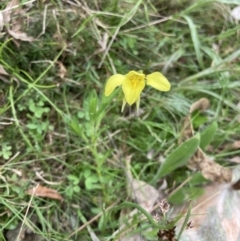 Diuris chryseopsis at Bungendore, NSW - suppressed