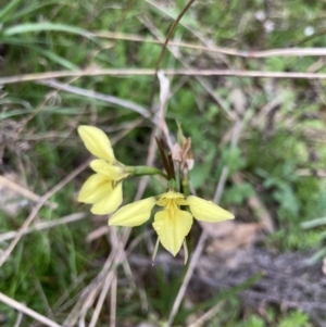 Diuris chryseopsis at Bungendore, NSW - suppressed