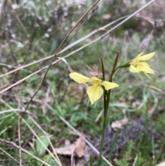 Diuris chryseopsis at Bungendore, NSW - suppressed