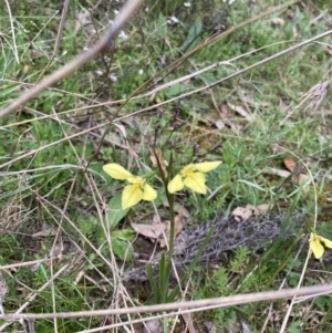 Diuris chryseopsis at Bungendore, NSW - suppressed