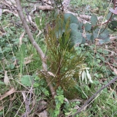 Exocarpos cupressiformis at Bungendore, NSW - 10 Oct 2021