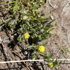 Triptilodiscus pygmaeus (Annual Daisy) at Coree, ACT - 9 Oct 2021 by Sarah2019