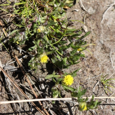 Triptilodiscus pygmaeus (Annual Daisy) at Coree, ACT - 9 Oct 2021 by Sarah2019