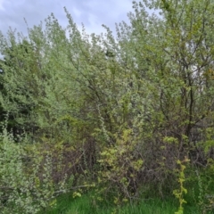 Populus alba (White Poplar) at Isaacs Ridge - 10 Oct 2021 by Mike