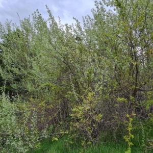 Populus alba at Jerrabomberra, ACT - 10 Oct 2021