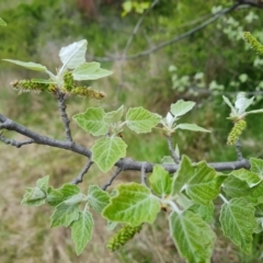 Populus alba at Jerrabomberra, ACT - 10 Oct 2021 04:13 PM