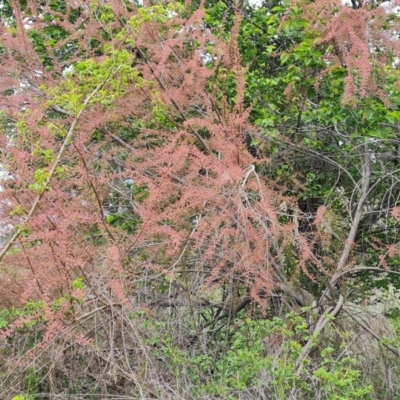 Tamarix ramosissima (Tamarisk) at Isaacs Ridge - 10 Oct 2021 by Mike