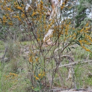 Daviesia mimosoides subsp. mimosoides at Jerrabomberra, ACT - 10 Oct 2021 03:54 PM