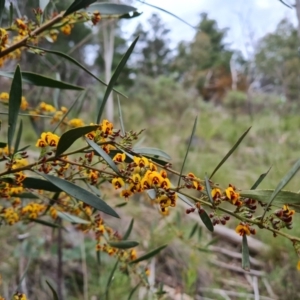 Daviesia mimosoides subsp. mimosoides at Jerrabomberra, ACT - 10 Oct 2021 03:54 PM