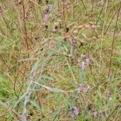 Glycine clandestina (Twining Glycine) at Jerrabomberra, ACT - 10 Oct 2021 by Mike