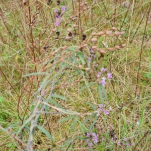 Glycine clandestina at Jerrabomberra, ACT - 10 Oct 2021 03:12 PM