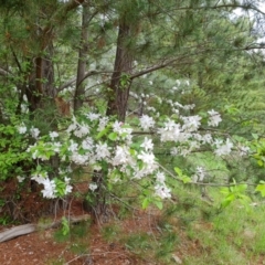 Malus pumila (Apple) at Isaacs, ACT - 10 Oct 2021 by Mike