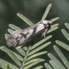 Eusemocosma pruinosa (Philobota Group Concealer Moth) at Hawker, ACT - 4 Oct 2021 by AlisonMilton