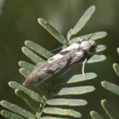 Eusemocosma pruinosa at Hawker, ACT - 4 Oct 2021 10:57 AM