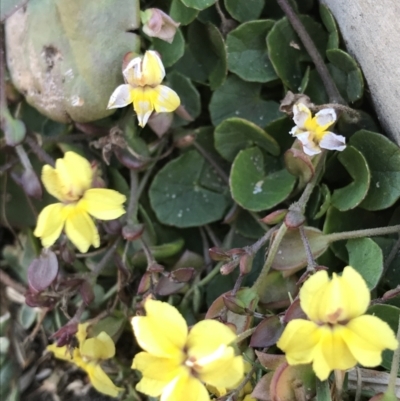 Goodenia fordiana at Evans Head, NSW - 10 Oct 2021 by AliClaw