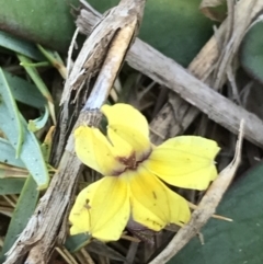 Goodenia fordiana at Evans Head, NSW - 10 Oct 2021 by AliClaw