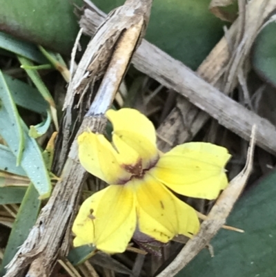 Goodenia fordiana at Evans Head, NSW - 10 Oct 2021 by AliClaw