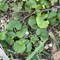 Viola banksii (Native Violet) at Evans Head, NSW - 10 Oct 2021 by AliClaw