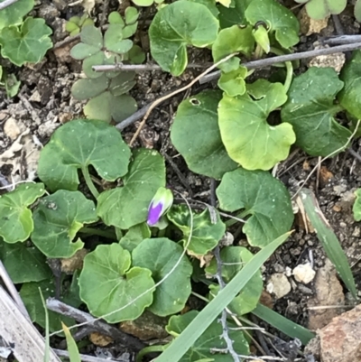 Viola banksii (Native Violet) at Evans Head, NSW - 10 Oct 2021 by AliClaw