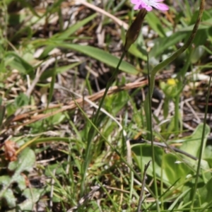 Petrorhagia sp. at Coree, ACT - 9 Oct 2021