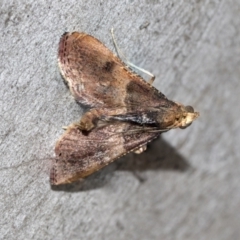 Endotricha ignealis (A Pyralid moth (Endotrichinae)) at Higgins, ACT - 4 Oct 2021 by AlisonMilton