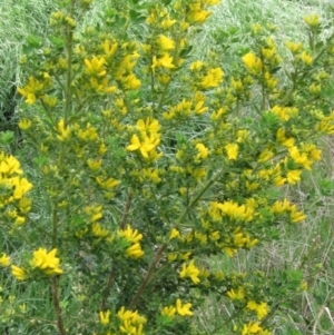 Genista monspessulana at Latham, ACT - 10 Oct 2021