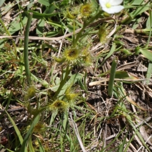 Drosera sp. at Coree, ACT - 9 Oct 2021