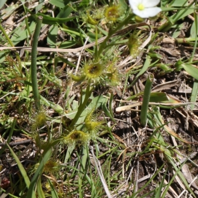 Drosera sp. (A Sundew) at Coree, ACT - 9 Oct 2021 by Sarah2019