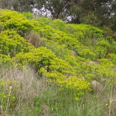 Euphorbia oblongata (Egg-leaf Spurge) at Latham, ACT - 9 Oct 2021 by pinnaCLE