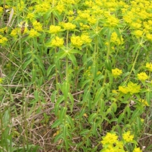 Euphorbia oblongata at Latham, ACT - 10 Oct 2021 10:21 AM