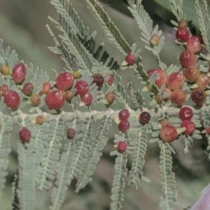 Austroacacidiplosis botrycephalae at Hawker, ACT - 4 Oct 2021