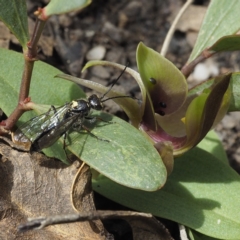 Aeolothynnus sp. (genus) (A flower wasp) at Tennent, ACT - 9 Oct 2021 by David