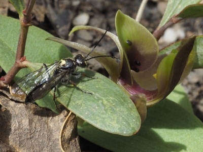 Aeolothynnus sp. (genus) (A flower wasp) at Tennent, ACT - 9 Oct 2021 by David