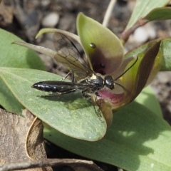 Aeolothynnus sp. (genus) at Tennent, ACT - 10 Oct 2021