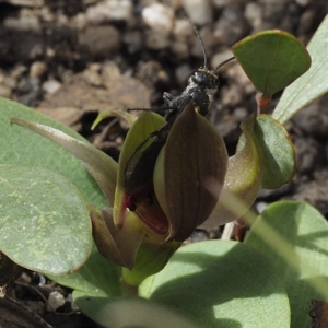 Aeolothynnus sp. (genus) at Tennent, ACT - 10 Oct 2021 09:24 AM