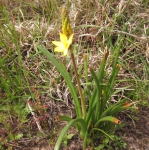 Bulbine bulbosa at Macgregor, ACT - 10 Oct 2021 10:32 AM