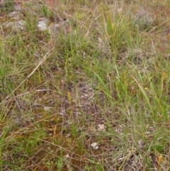 Bulbine bulbosa at Macgregor, ACT - 10 Oct 2021