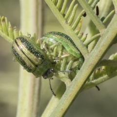 Calomela vittata (Acacia leaf beetle) at Hawker, ACT - 4 Oct 2021 by AlisonMilton