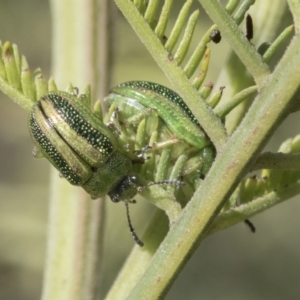 Calomela vittata at Hawker, ACT - 4 Oct 2021