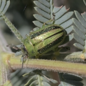 Calomela vittata at Hawker, ACT - 4 Oct 2021