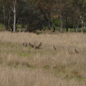 Macropus giganteus at Latham, ACT - 10 Oct 2021